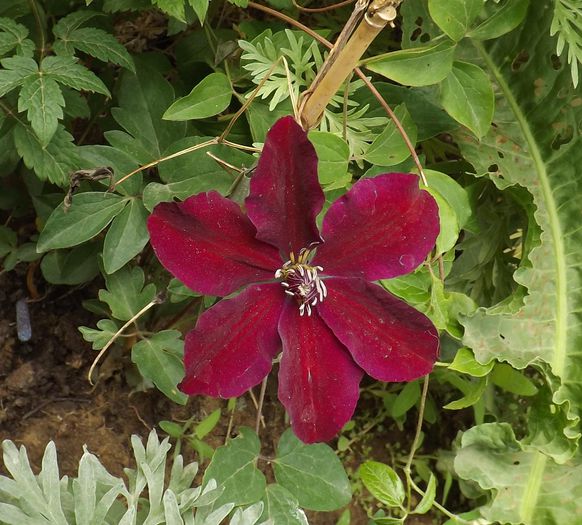 w15mai2015 - Clematis