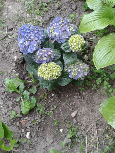 20150516_183846 - Gradina