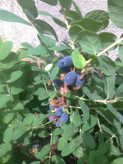 Lonicera Kamtschatica 16.05.2015 - Gradina mea