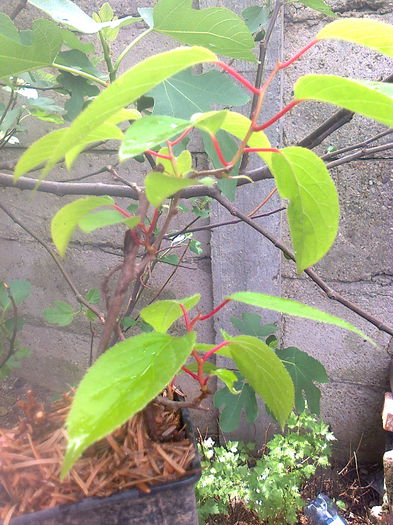 Kiwi Ken"s Red si Weiki,impreuna in ghiveci,azi 16.05.2015 - Gradina mea