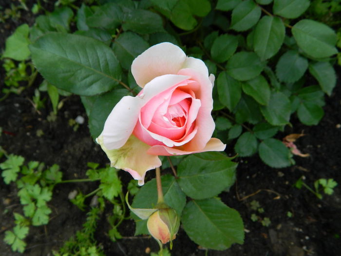 Boboc de Chippendeal - Niste trandafiri