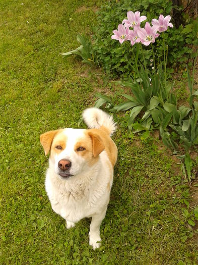 Fotografie0043 - AAAAAAAAA_OSMAN_IN MEMORIAM