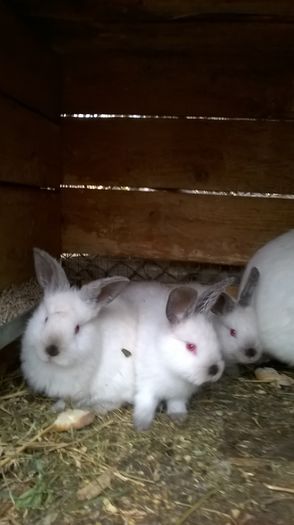 6 sapt.(5 femele si 3 masculi)