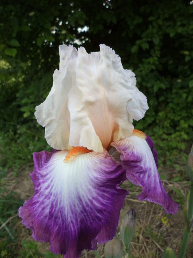 DSC03763