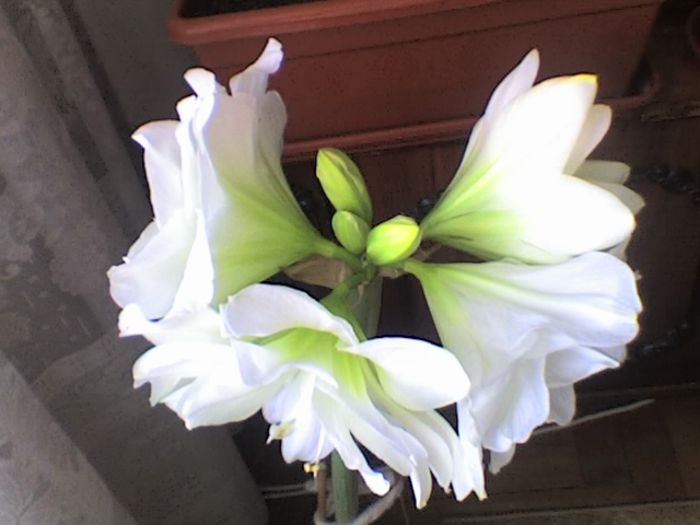crinul alb1 - Flori