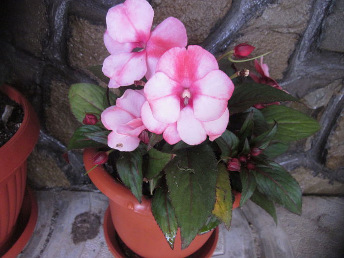  - Impatiens-sporul casei