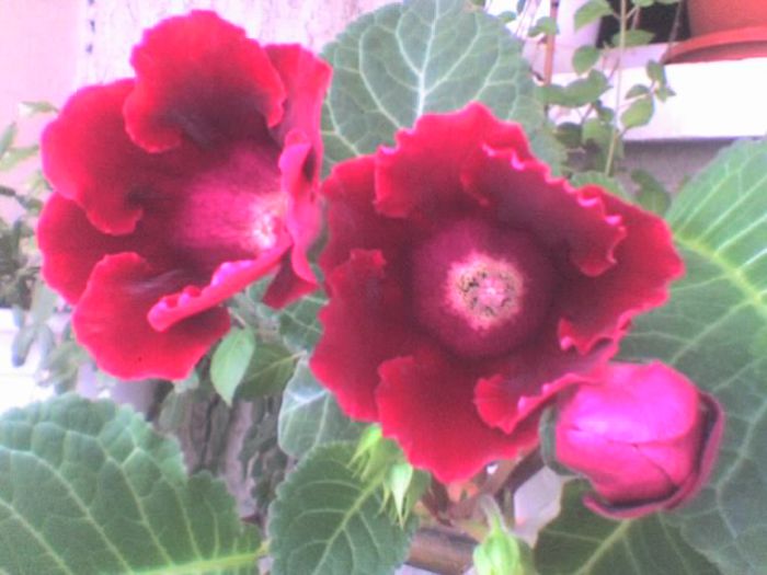 gloxinia1 - Flori