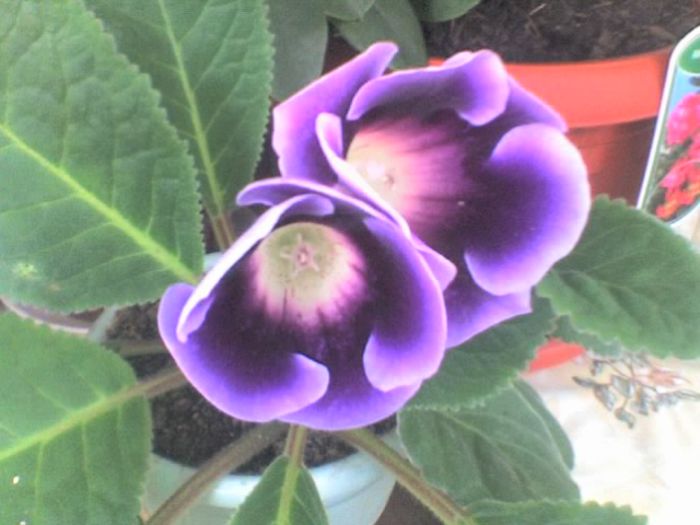 gloxinia2 - Flori