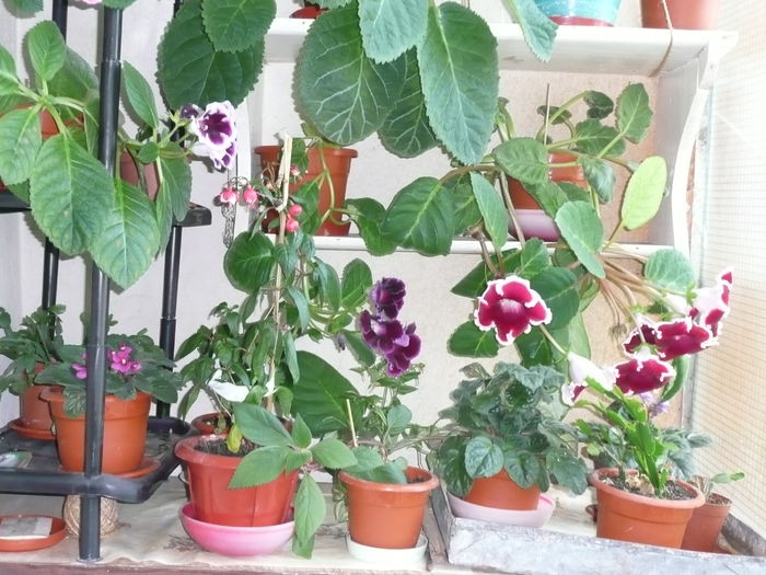 cateva gloxinia....