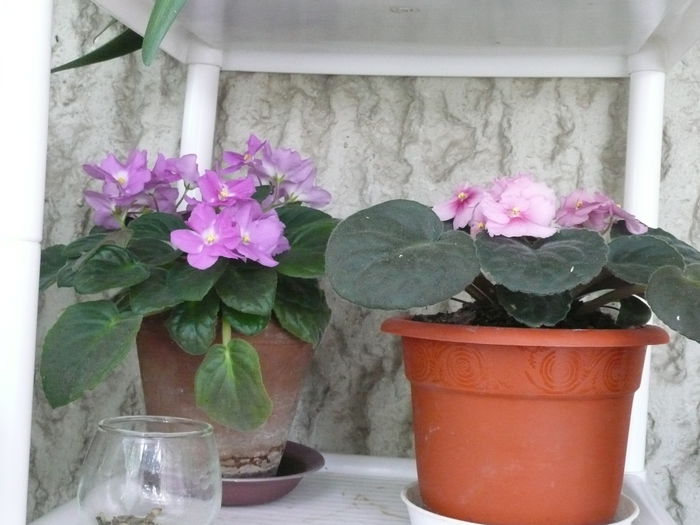 violete - Flori