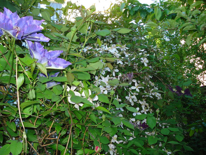 DSC07695 - Clematis 2015