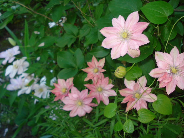 DSC07710 - Clematis 2015