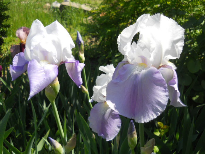 Iris - Flora_2015