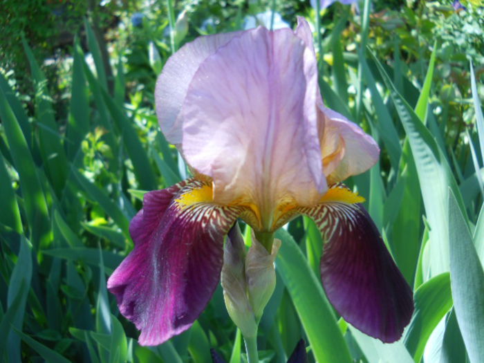 Iris - Flora_2015