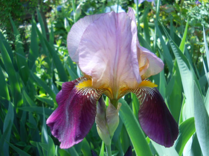 Iris