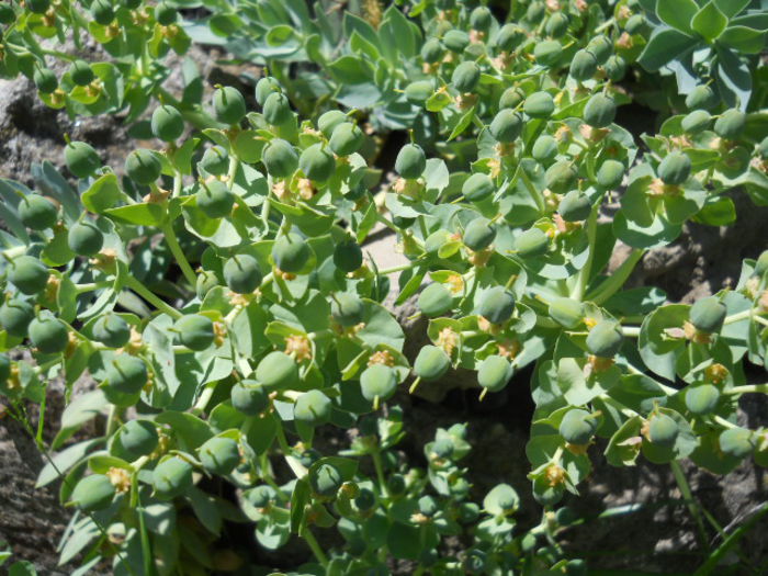 Euphorbia myrsinites (seeds) - Flora_2015
