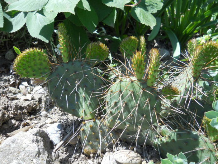 Opuntia?