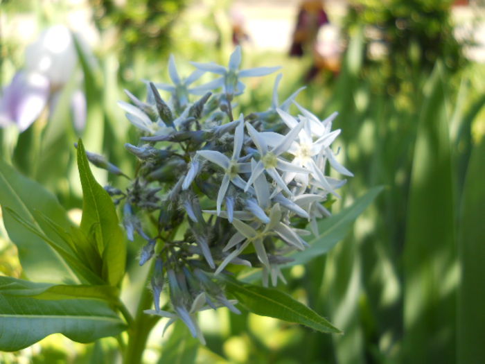 Amsonia tabernaemontana - Flora_2015