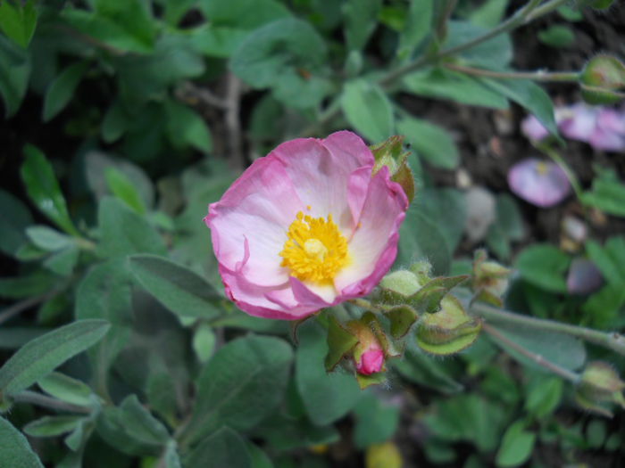 Cistus 'Grayswood Pink' - Flora_2015