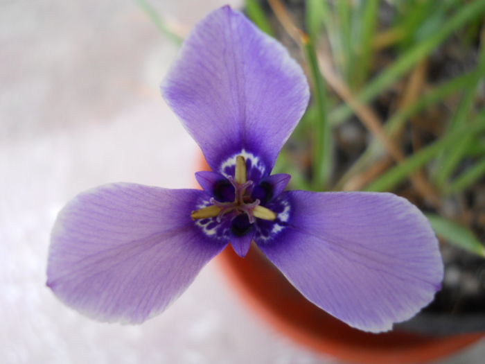 Herbertia amoena - Flora_2015