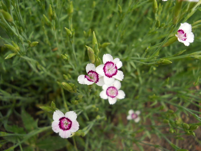 Dianthus deltoides 'Arctic Fire' - Flora_2015