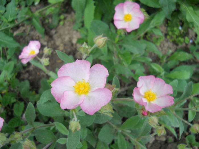 Cistus 'Grayswood Pink' - Flora_2015