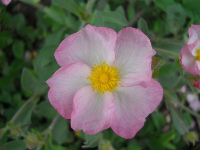 Cistus 'Grayswood Pink'