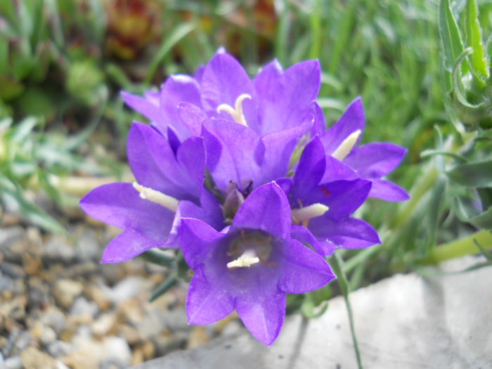 Edraianthus graminifolius - Flora_2015