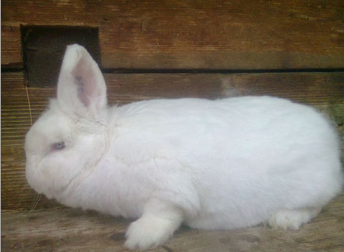 0-1  Felecan Cluj - 11 Arhiva