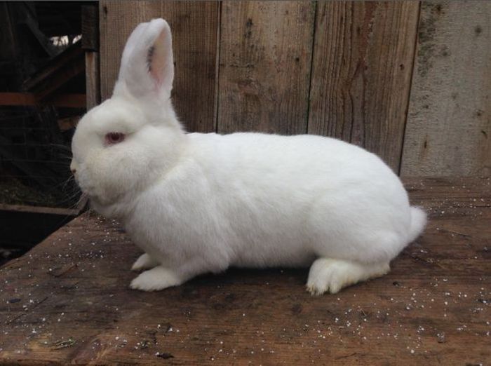 0-1  95 puncte Expo Baia Mare