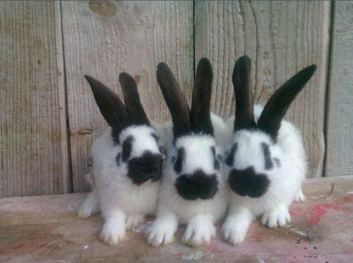 2 femela si 1 mascul la 2 luni