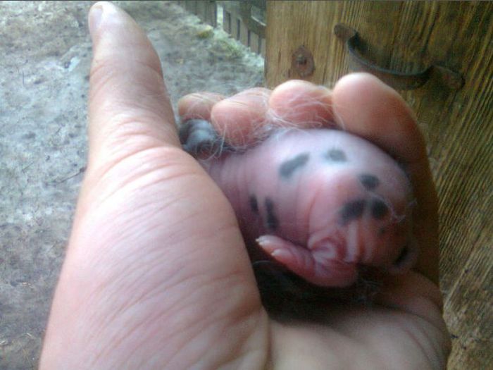 1-0 a la maturitate 95.5 puncte