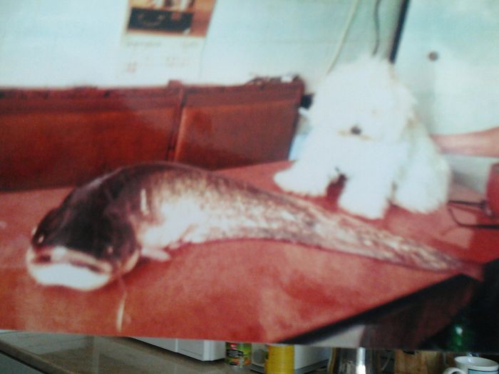 somnorosul cu somnul