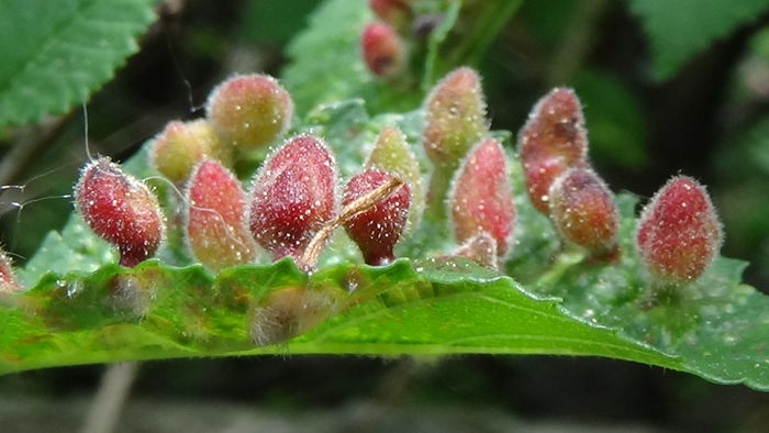 gale - excrescente ale frunzei produse de intepaturi de insecte - MACRO