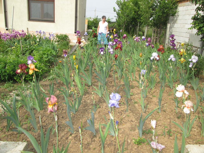 IMG_0799 - Irisi 2015 gradina nr 1