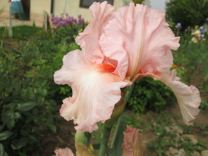 Vision in Pink - Irisi 2015 gradina nr 1