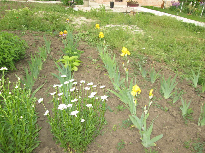 IMG_0836 - Irisi 2015 gradina nr 1