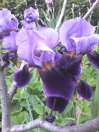 IMG_20150516_141434 - Irisi 2015 gradina nr 1