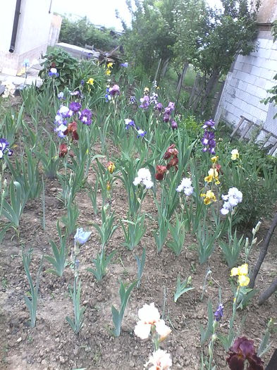IMG_20150516_142900 - Irisi 2015 gradina nr 1