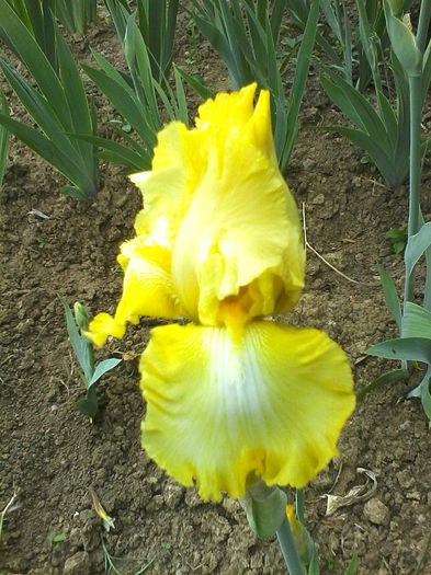 Lemon Brocade - Irisi 2015 gradina nr 1