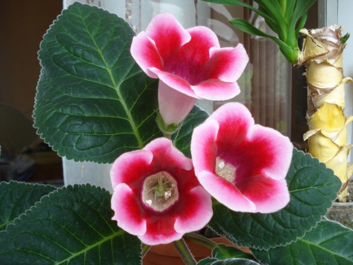 interior (2) - b 2015 - in interior