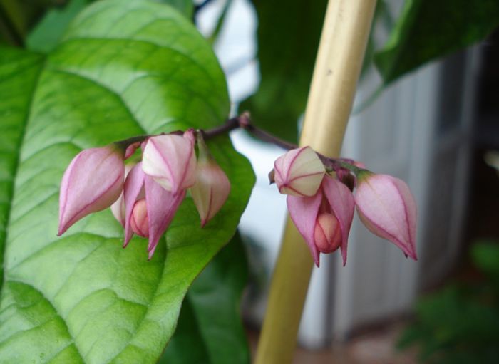 de aproape - clerodendron speciosum - splendens