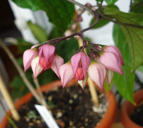 imbobocita - clerodendron speciosum - splendens