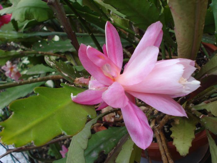 mijloc de mai (1)
