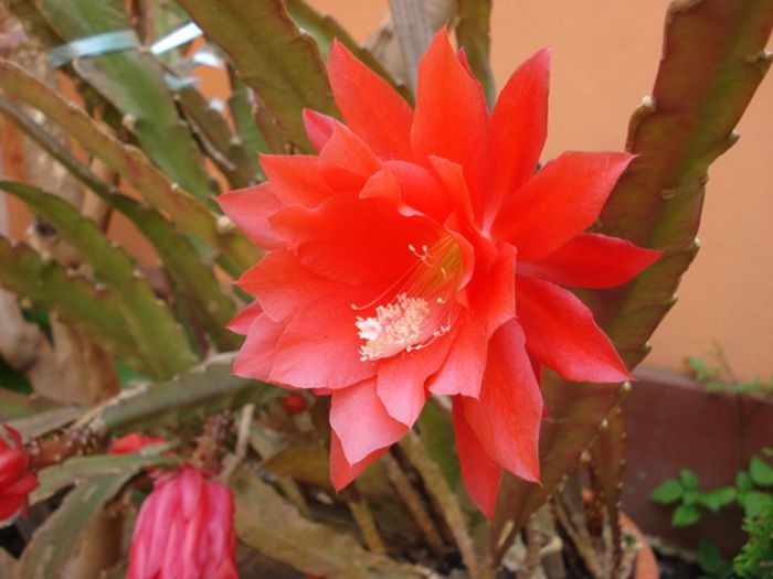 mijloc de mai (2)