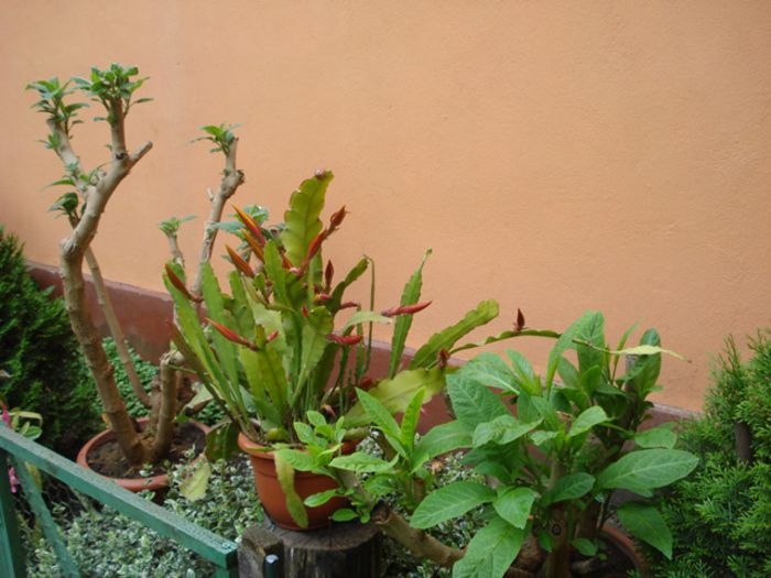 mijloc de mai (3)