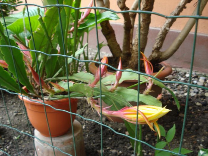 mijloc de mai (6)