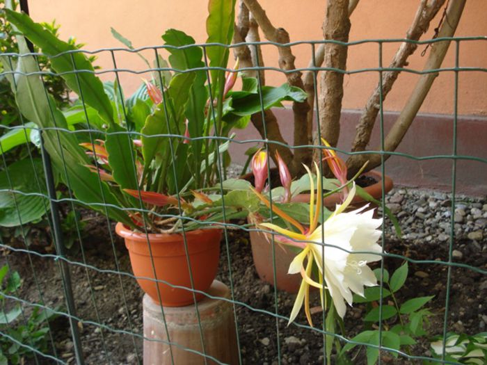 mijloc de mai (7)