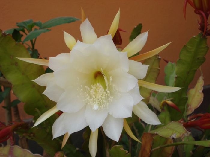 mijloc de mai (9)