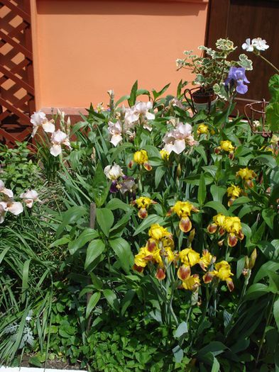iris (1)